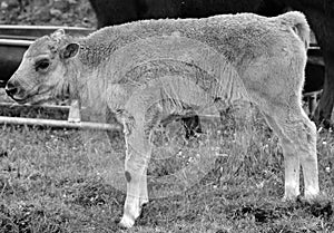 Bison calf is large, even-toed ungulates