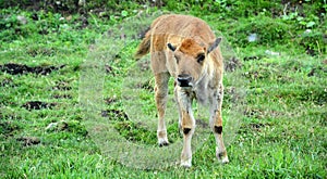 Bison calf is large, even-toed ungulates