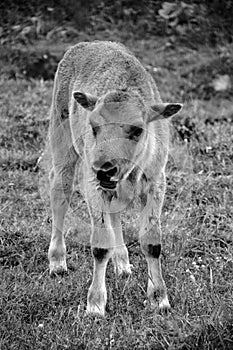 Bison calf is large, even-toed ungulates