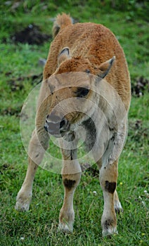 Bison calf is large, even-toed ungulates