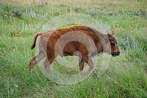 Bison calf