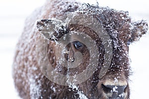 Bison calf with snow clinging to it`s fur