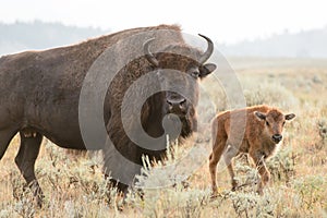 Bison and Calf, Yellowstone