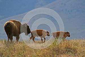 Bison with calves photo