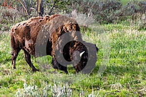 bison change the fur in Yellowstone National Park