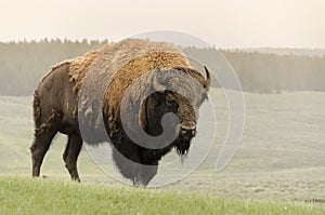 Bison change the fur in Yellowstone Nationale Park