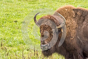 bison close up glaring in field