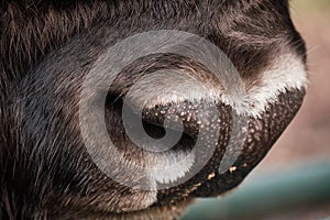 Bison close-up mouth and nose. Wild bison Bison bonasus in Prioksko-Terrasny nature reserve