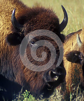 Bison Head and Horns Face Close View photo