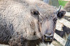 Bison closeup