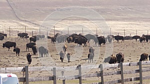 Bison Corral with Fence Line