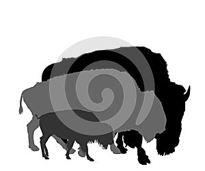 Bison couple with calf vector silhouette illustration isolated on white background. Portrait of Buffalo family herd.