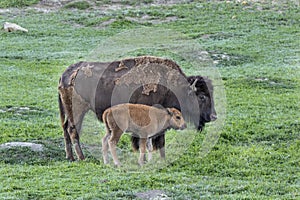 Bison cow with new baby calf
