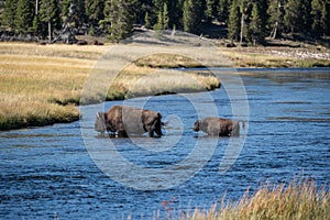 Bison Crossing Firehole River in Yellowstone National Park