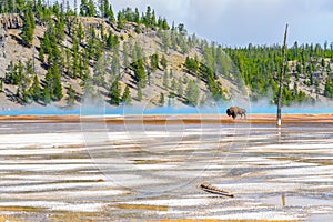 Bison crossing Grand Prismatic Spring in Yellowstone National Park