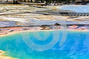 A bison crossing Grand Prismatic Spring at the Yellowstone National Park. Wyoming. USA.