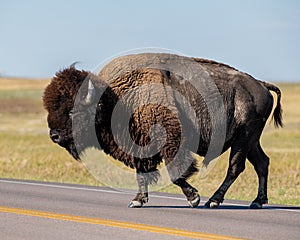 Bison crossing Hwy 240