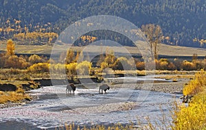 Bison Crossing the Lamar River in Yellowstone National Park
