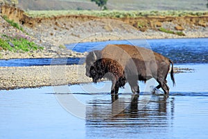 Bison crossing river in Lamar Valley, Yellowstone National Park, Wyoming