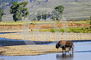 Bison crossing river in Lamar Valley, Yellowstone National Park, Wyoming
