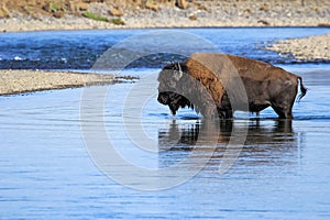 Bison crossing river in Lamar Valley, Yellowstone National Park photo