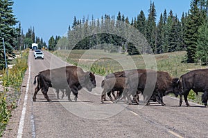 Bison crossing road at Grand Canyon National Park