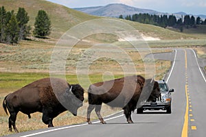 Bison crossing the road in yellowstone