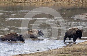 Bison Crossing the Yellowstone River in Spring