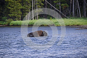 Bison crossing the yellowstone river