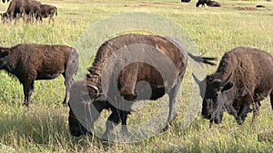 Bison at Custer State Park