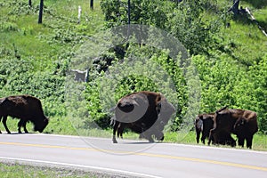 Bison in Custer state park in South Dakota