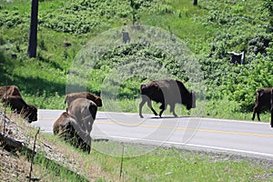 Bison in Custer state park in South Dakota