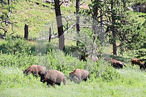 Bison in Custer state park in South Dakota