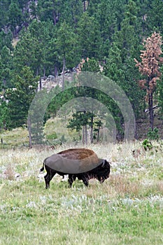 Bison in Custer State Park, South Dakota