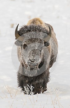 BISON IN DEEP SNOW STOCK IMAGE