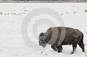 BISON IN DEEP SNOW STOCK IMAGE