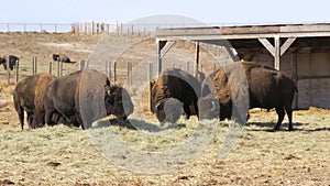 Bison Eating