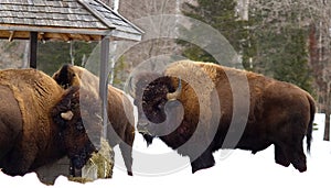 Bison eating at the food station