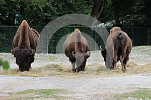 Bison eating hay in an enclosed space at a zoo