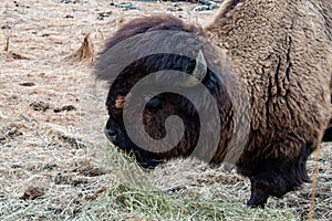 A bison eating hay while watching me photograph him