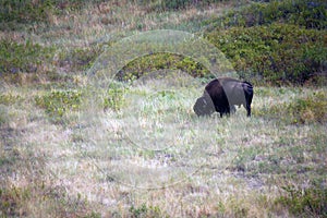 Bison eating inside the National Bison Range