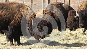 Bison Eating Tight Shot