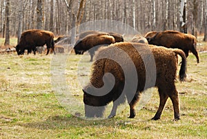 Bison in elk island