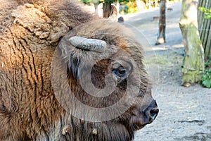 Bison - european bison.