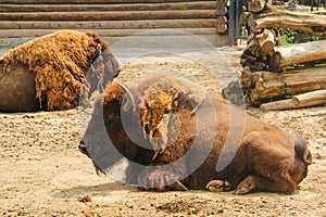 Bison, or European bison lat. Bison bonasus is a species of animals