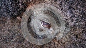 Bison eye