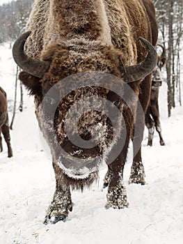 Bison face close to the camera. Altai Breeding bison place.