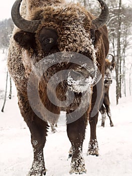 Bison face close to the camera. Altai Breeding bison place.