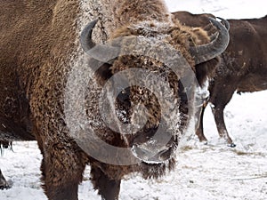 Bison face close to the camera. Altai Breeding bison place.