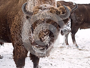 Bison face in profile close to the camera. Altai Breeding bison.